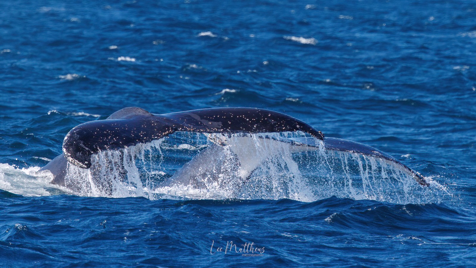 a whale jumping out of the water