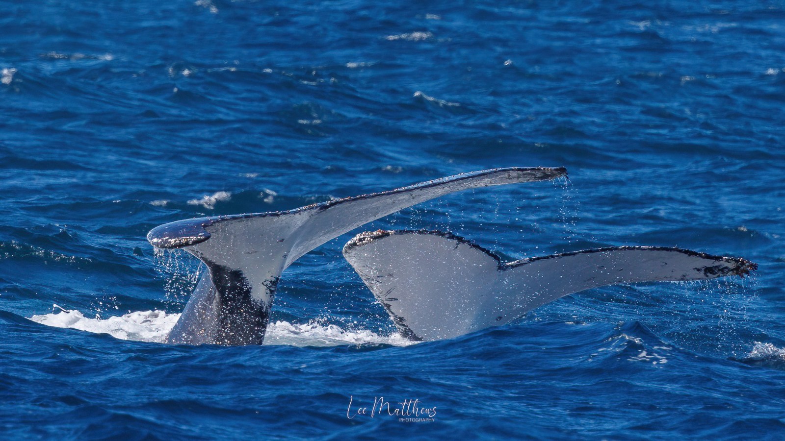 a whale jumping out of the water