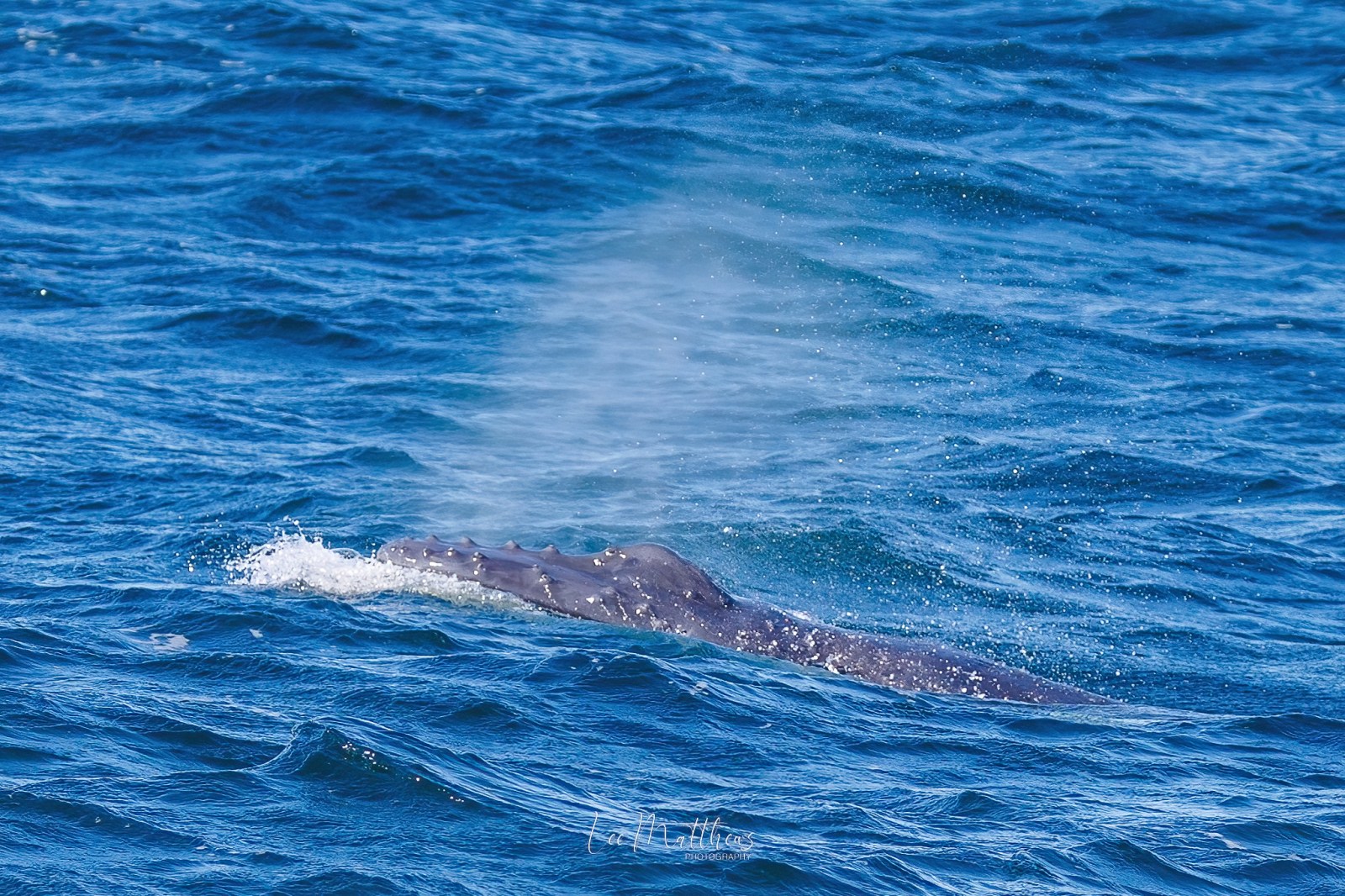Whale Watching Moonshadow TQC Cruises Port Stephens Lee Matthews