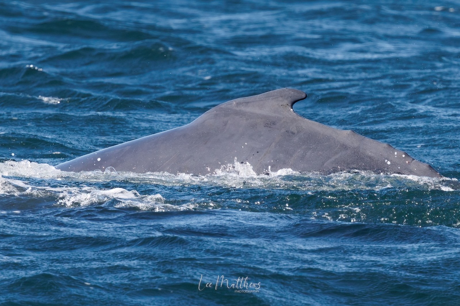 a whale jumping out of the water