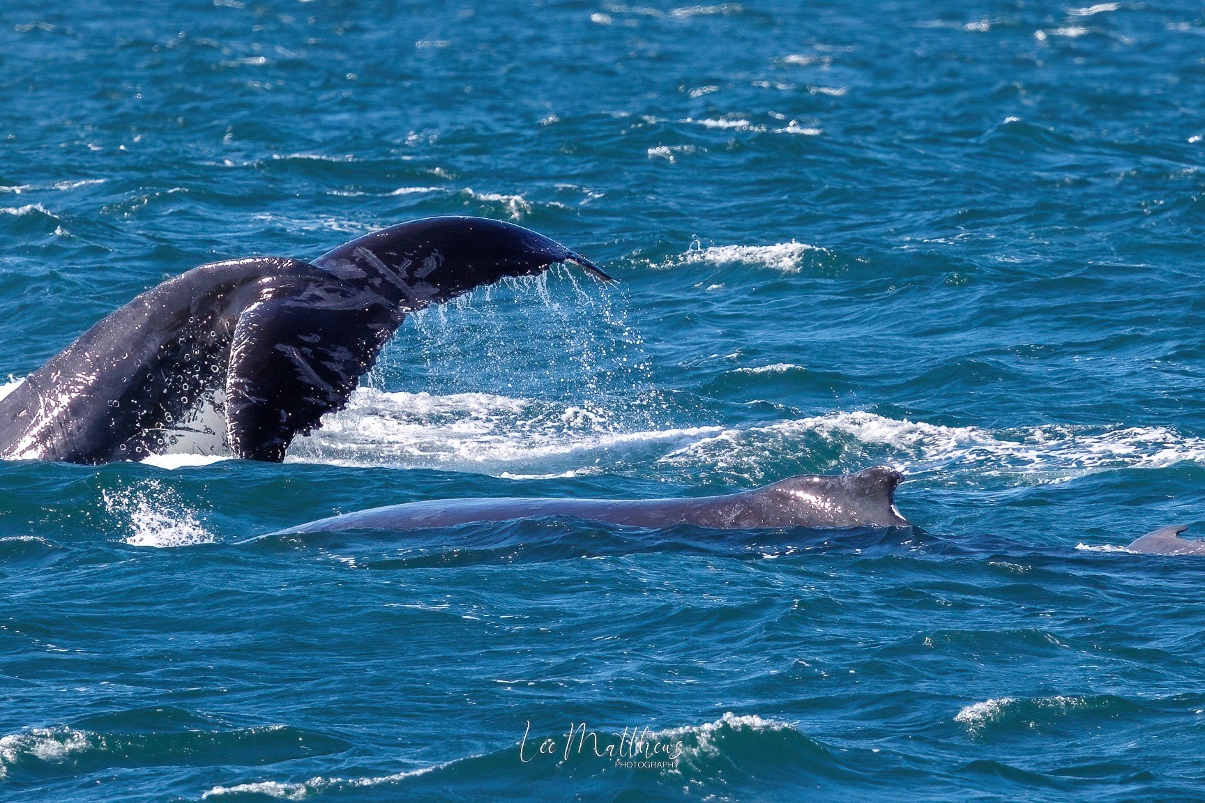 animal on the water