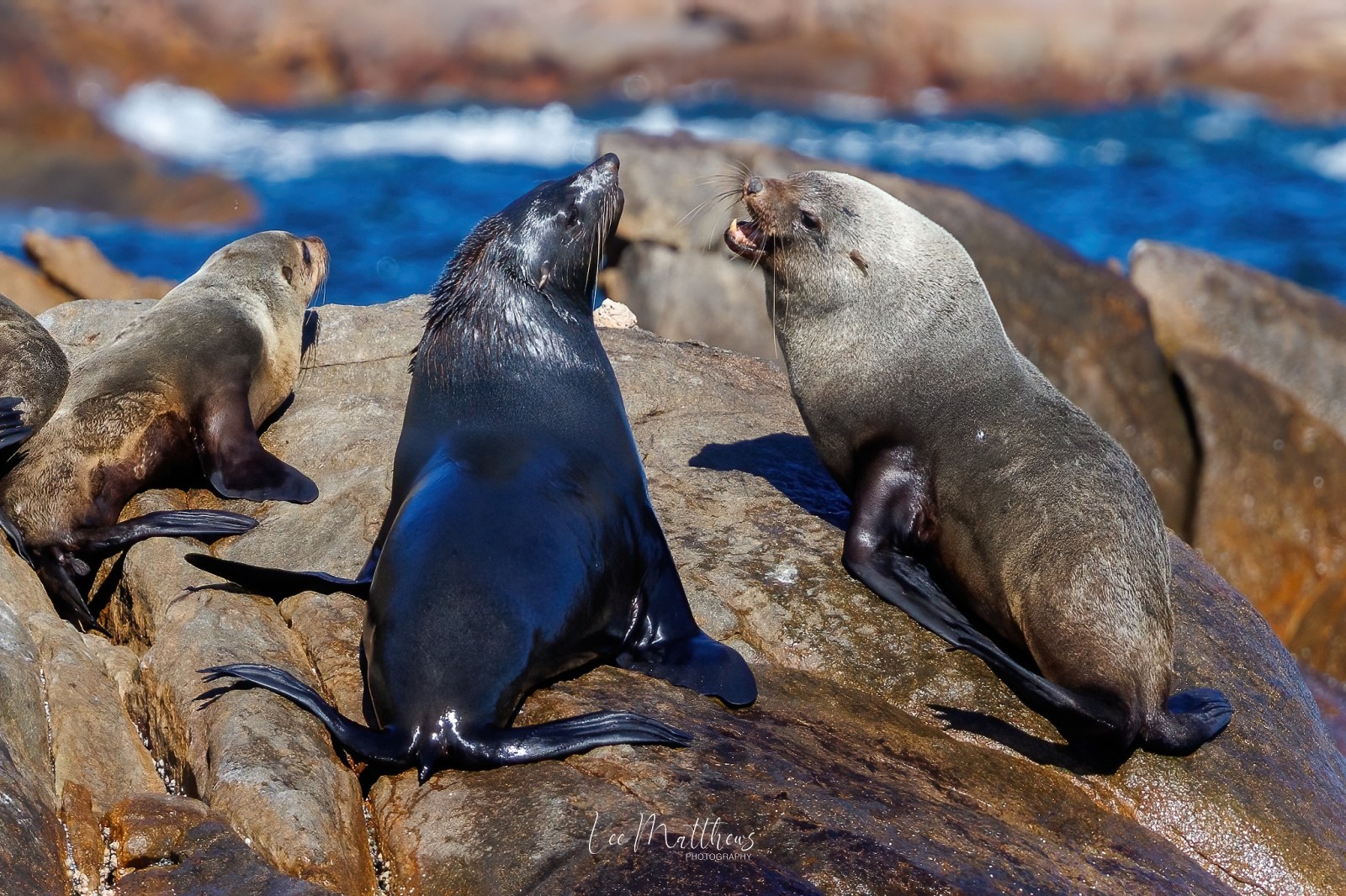 Whale Watching Moonshadow TQC Cruises Port Stephens Lee Matthews