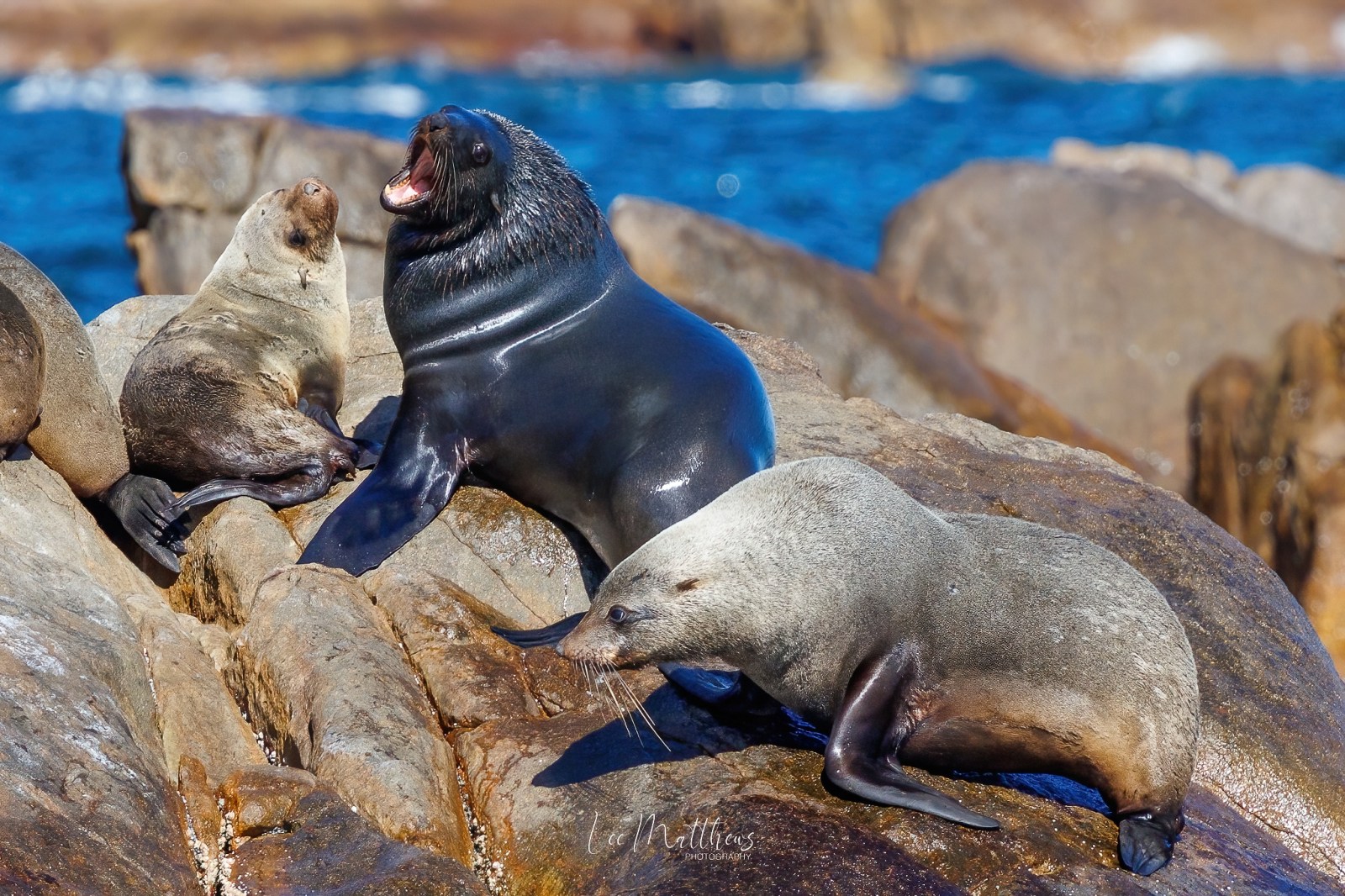 a seal on a rock