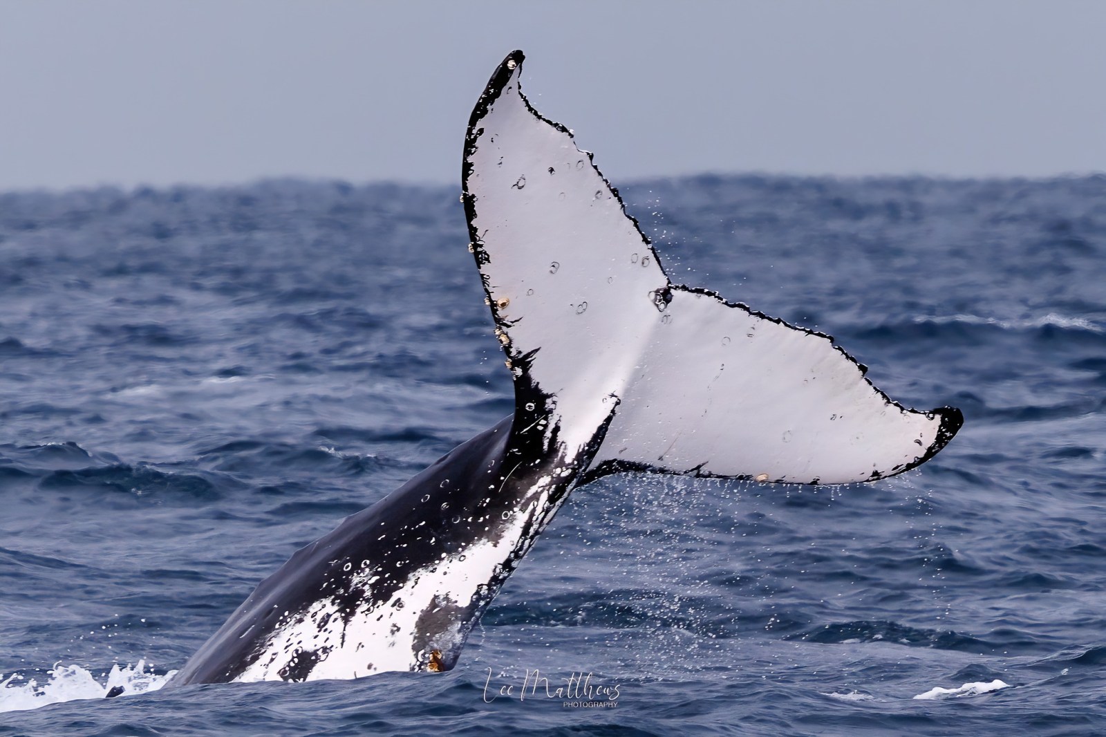 Whale Watching Moonshadow TQC Cruises Port Stephens Lee Matthews