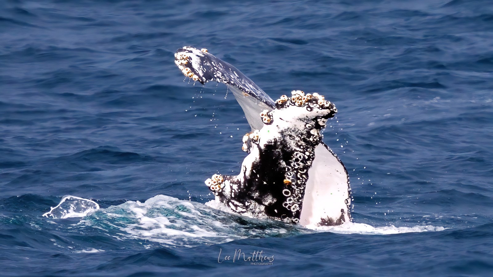 a whale jumping out of the water