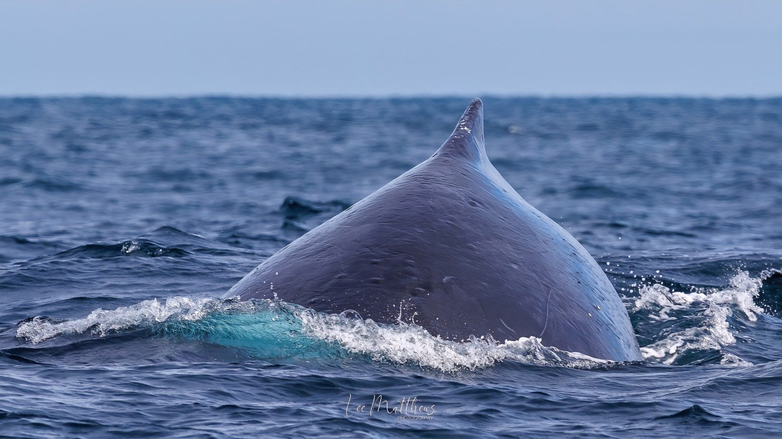 a whale jumping out of the water