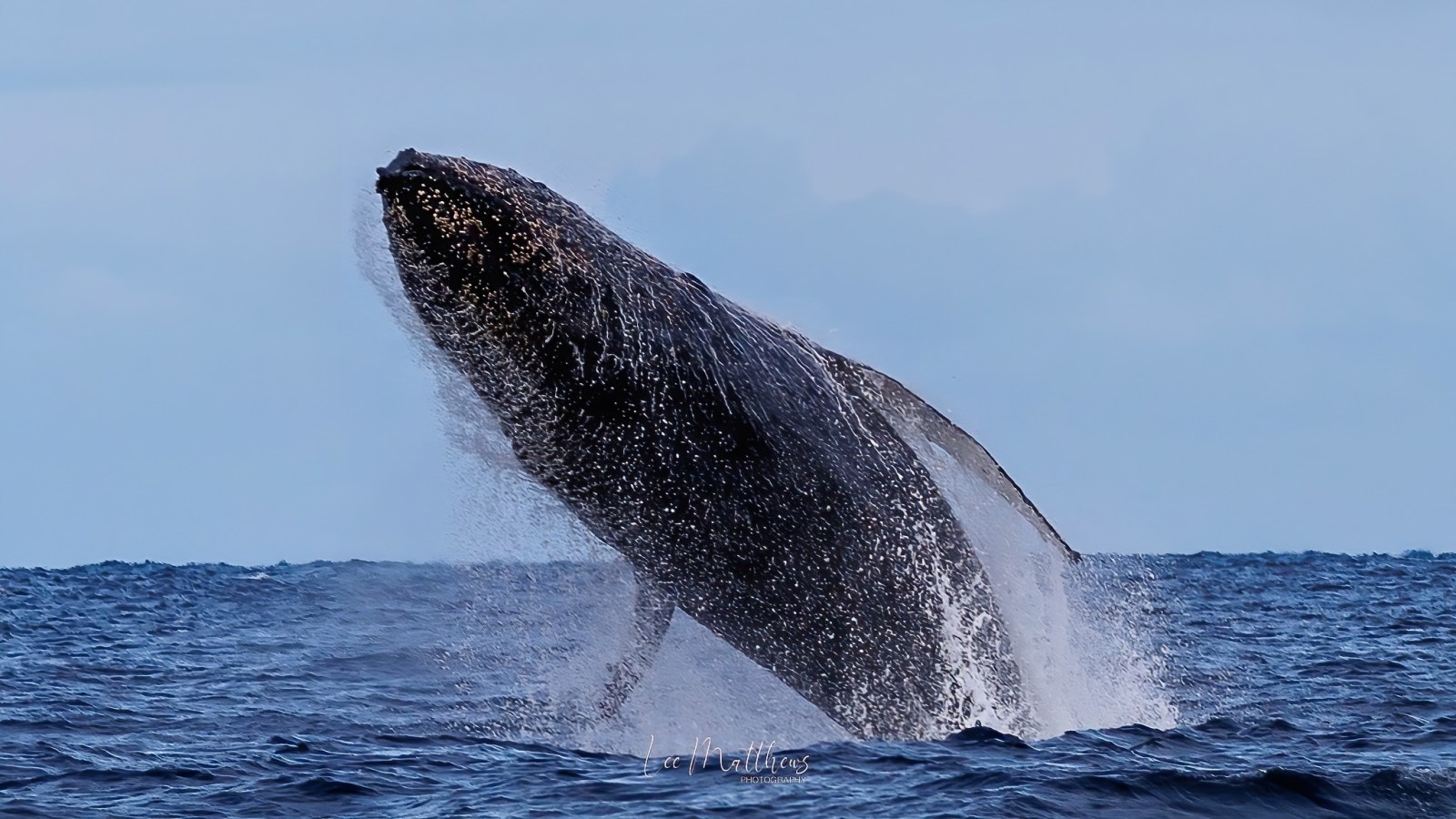 MOONSHASOW TQC WHALE WATCHING PORT STEPHENS