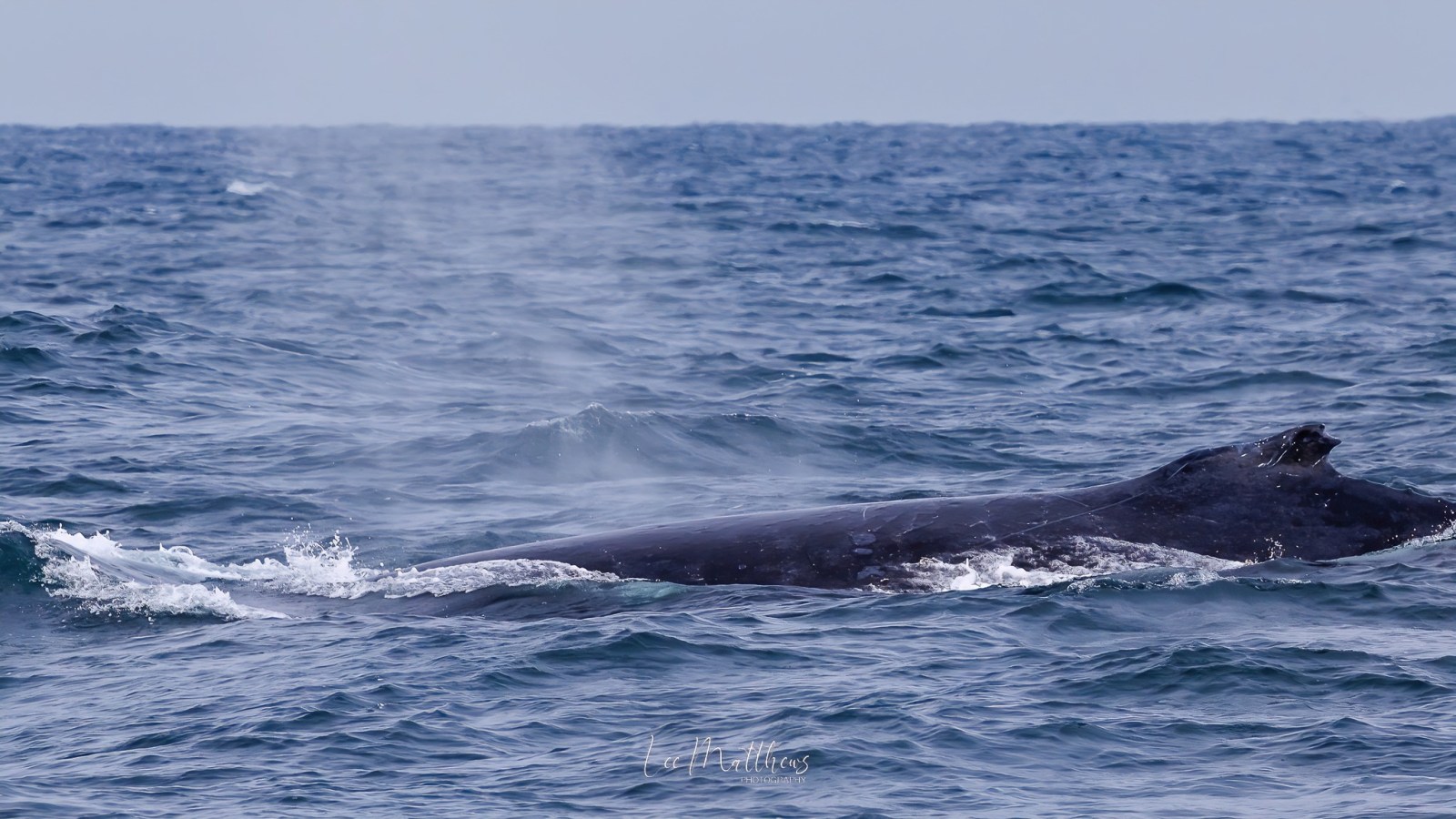 a whale jumping out of the water