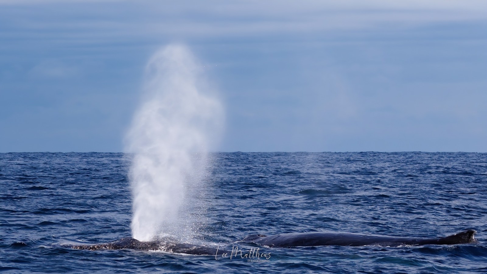 a whale jumping out of the water