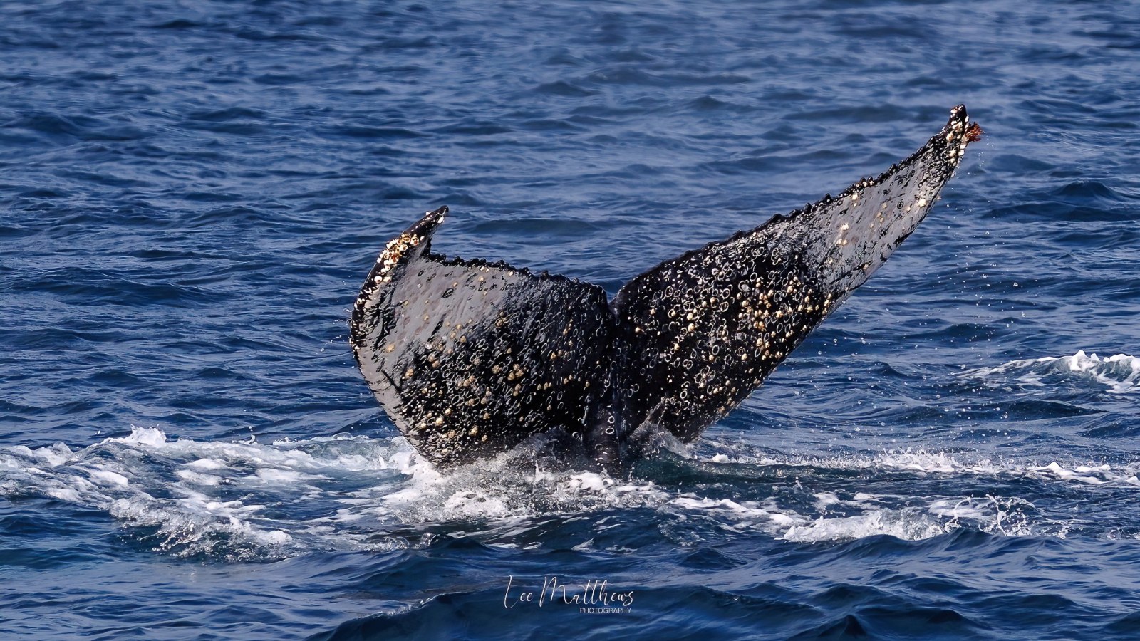 a whale jumping out of the water