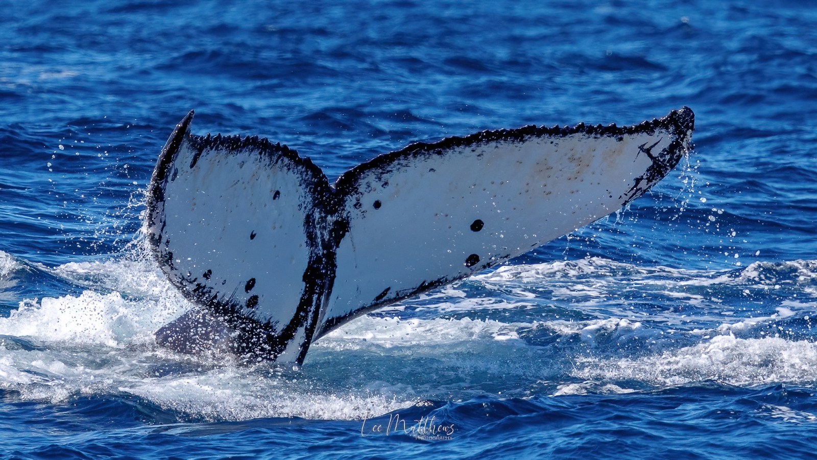 Whale Watching Moonshadow TQC Cruises Port Stephens Lee Matthews