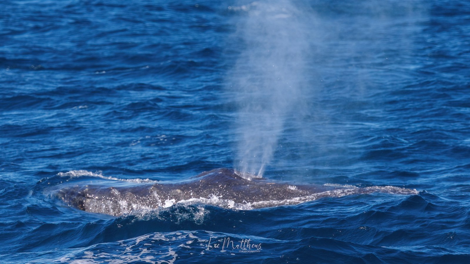 a whale jumping out of the water
