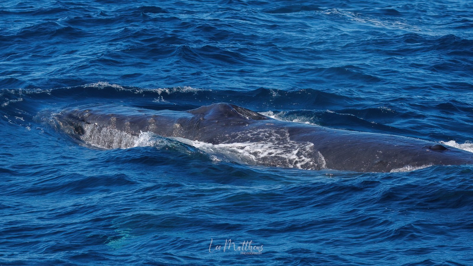 a whale jumping out of the water