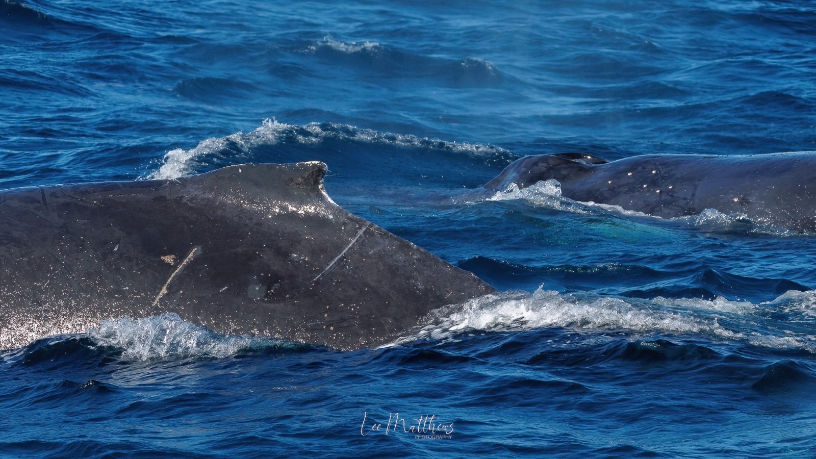 a whale jumping out of the water