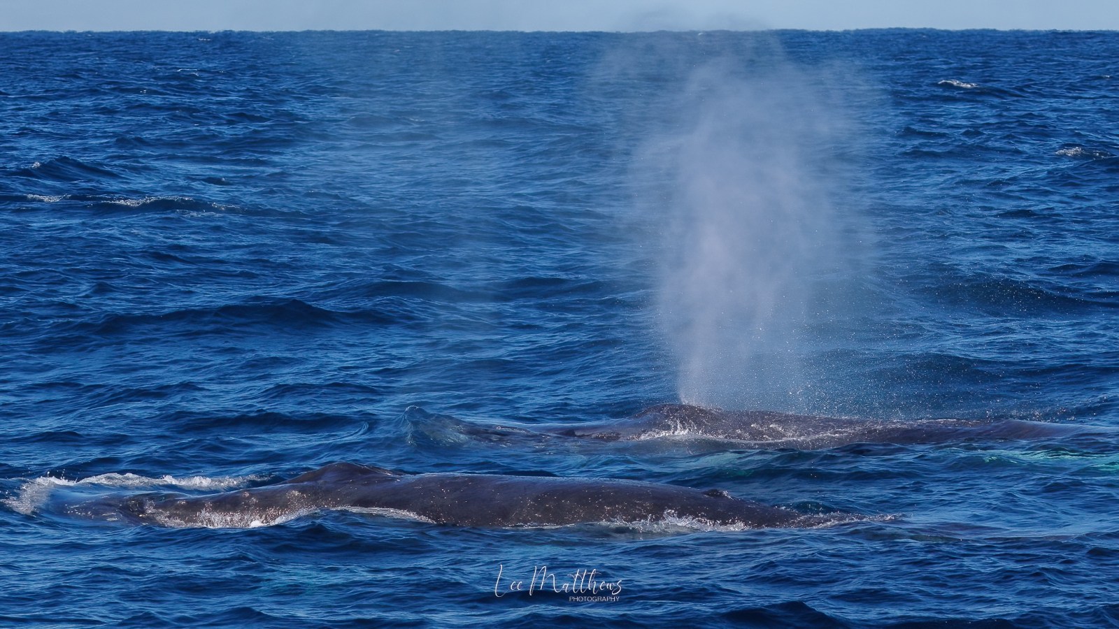 a whale jumping out of the water