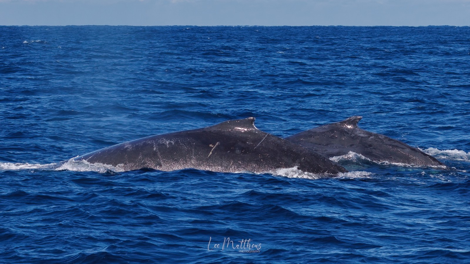a whale jumping out of the water