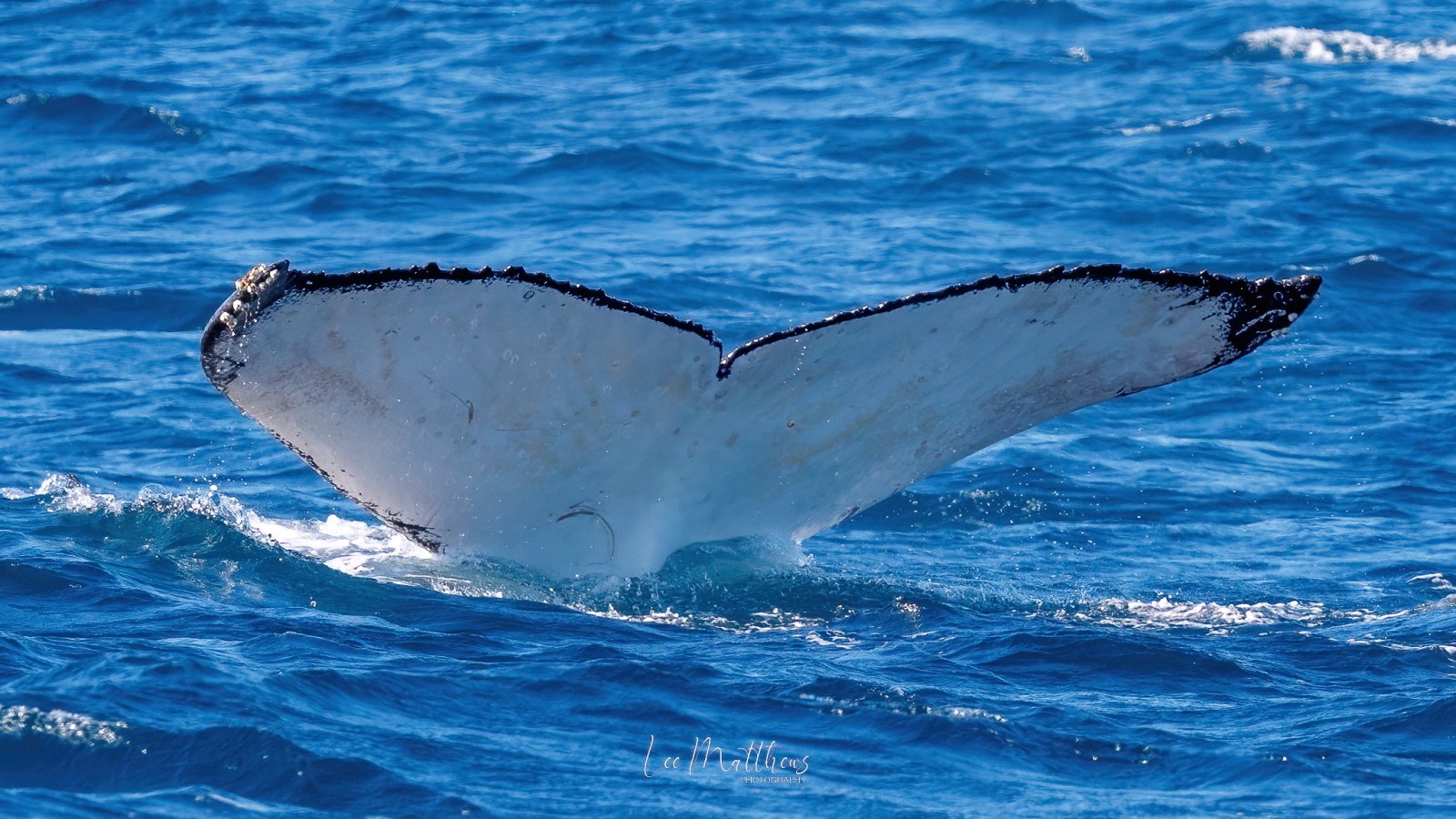 a whale jumping out of the water