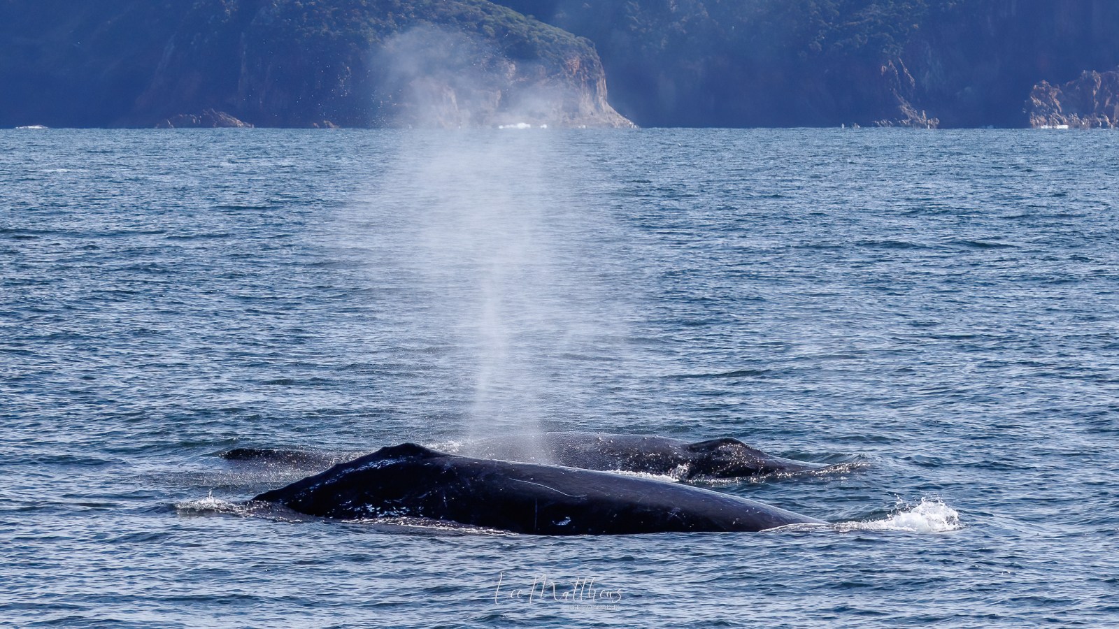 Whale Watching Moonshadow TQC Cruises Port Stephens Lee Matthews