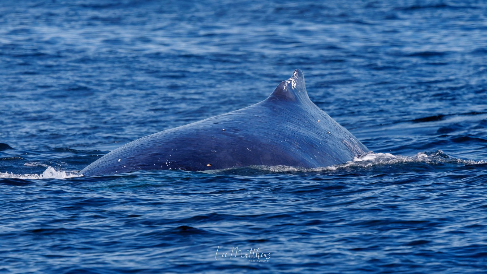 a whale swimming under water