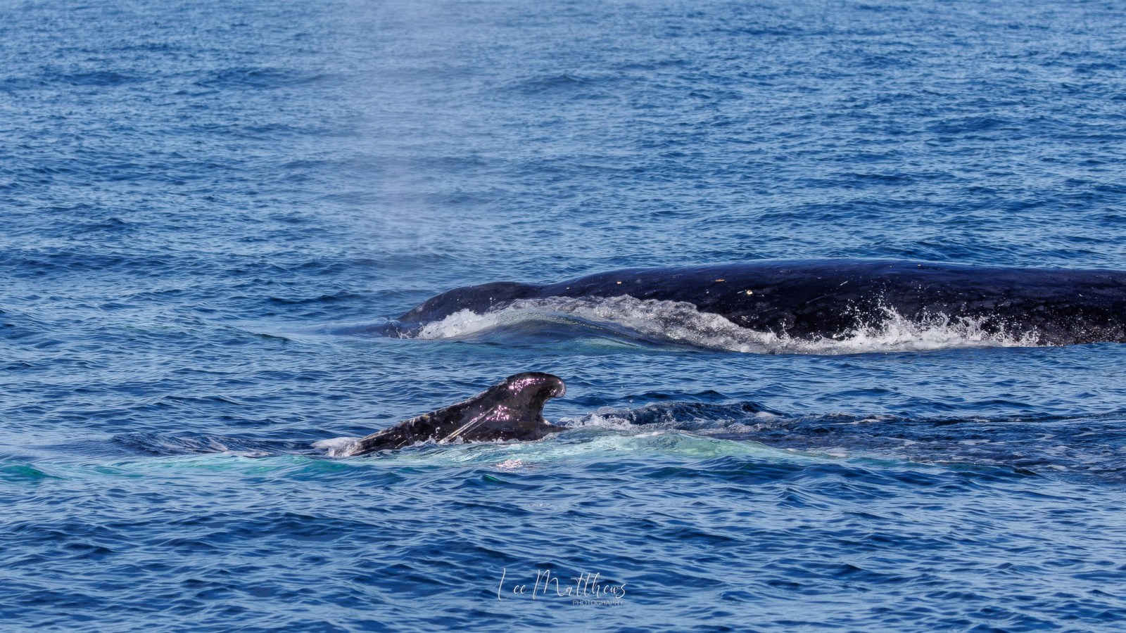 a whale jumping out of the water
