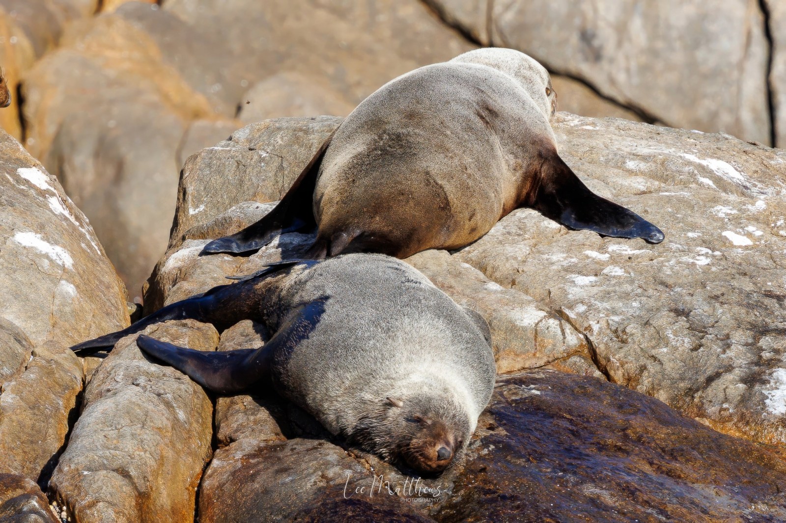a seal on a rock