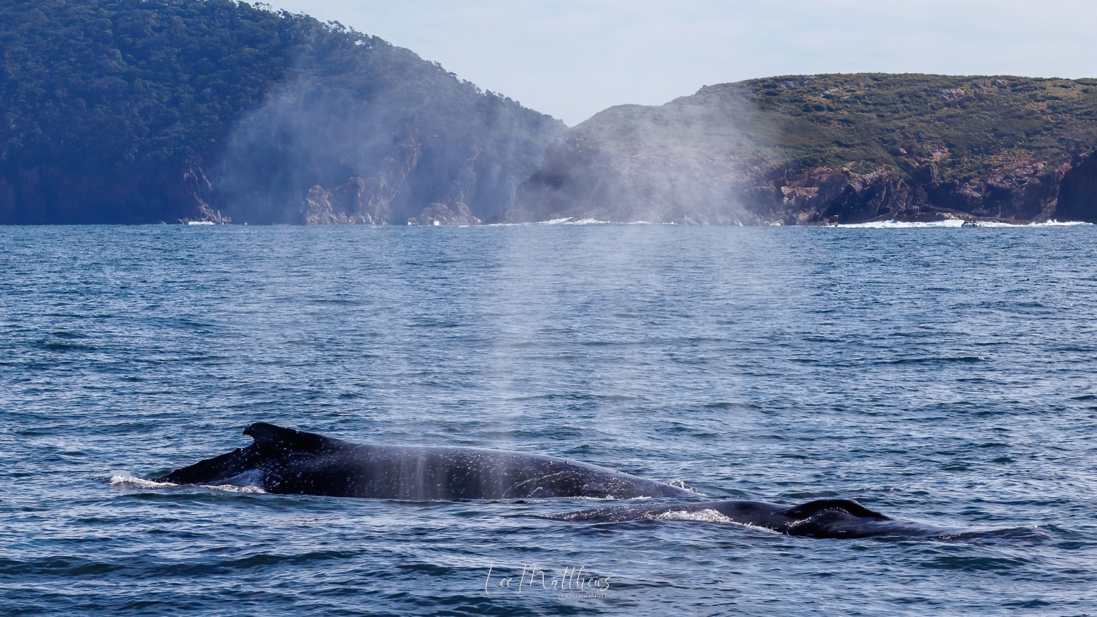 a whale jumping out of the water