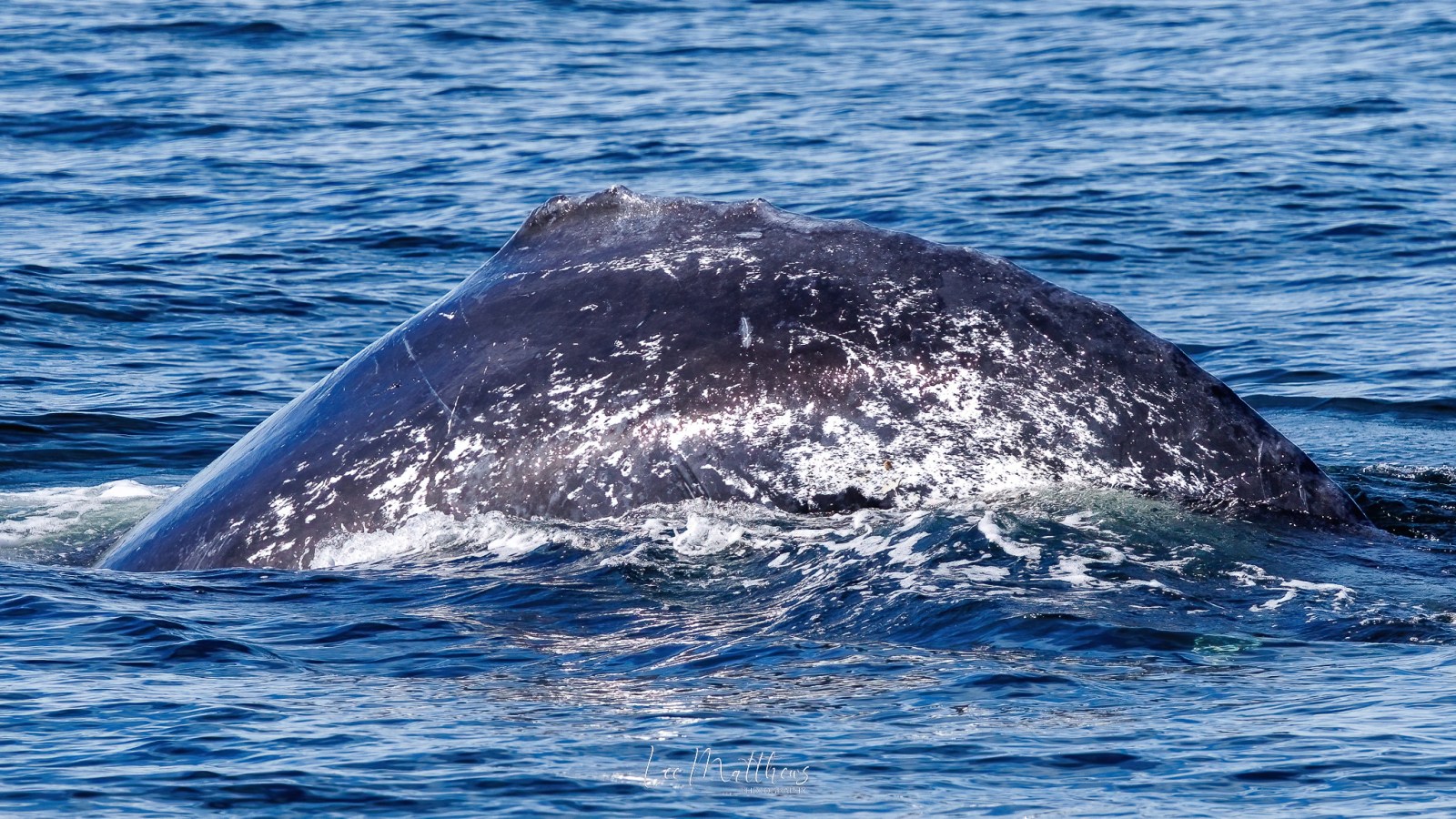 a whale jumping out of the water