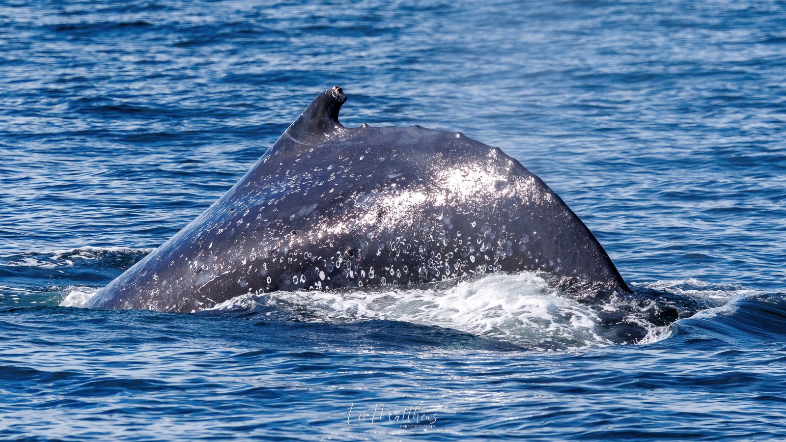 a whale swimming under water