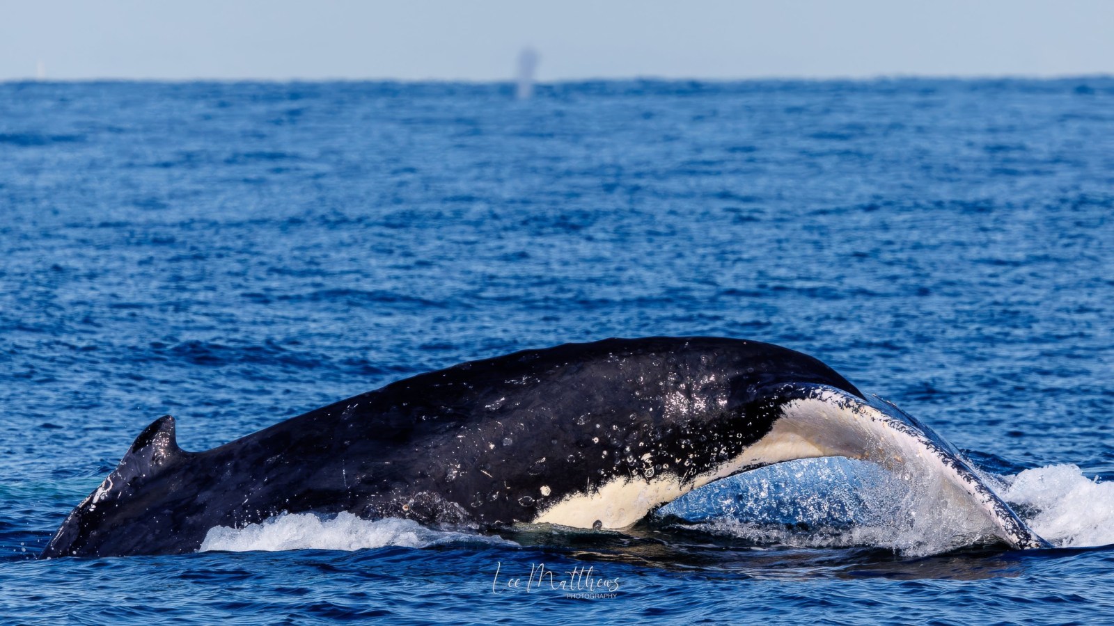 a whale jumping out of the water