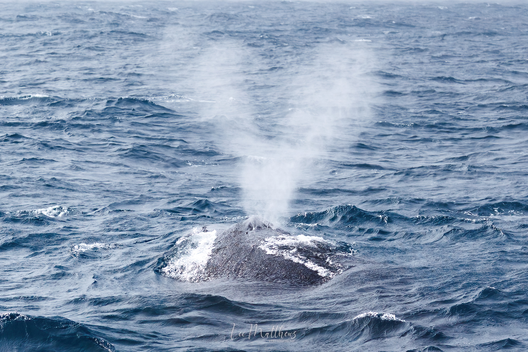 19 JULY 2025 Moonshadow TQC - Whale Watching Moonshadow TQC Cruises Port Stephens Lee Matthews 19.07.25 1