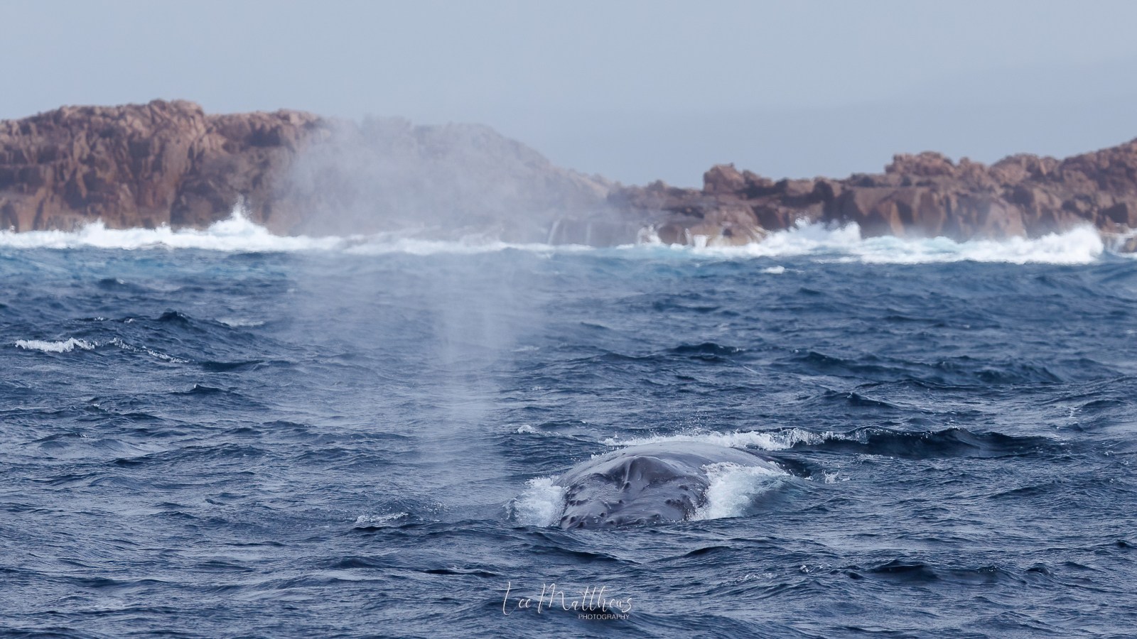 a whale jumping out of the water