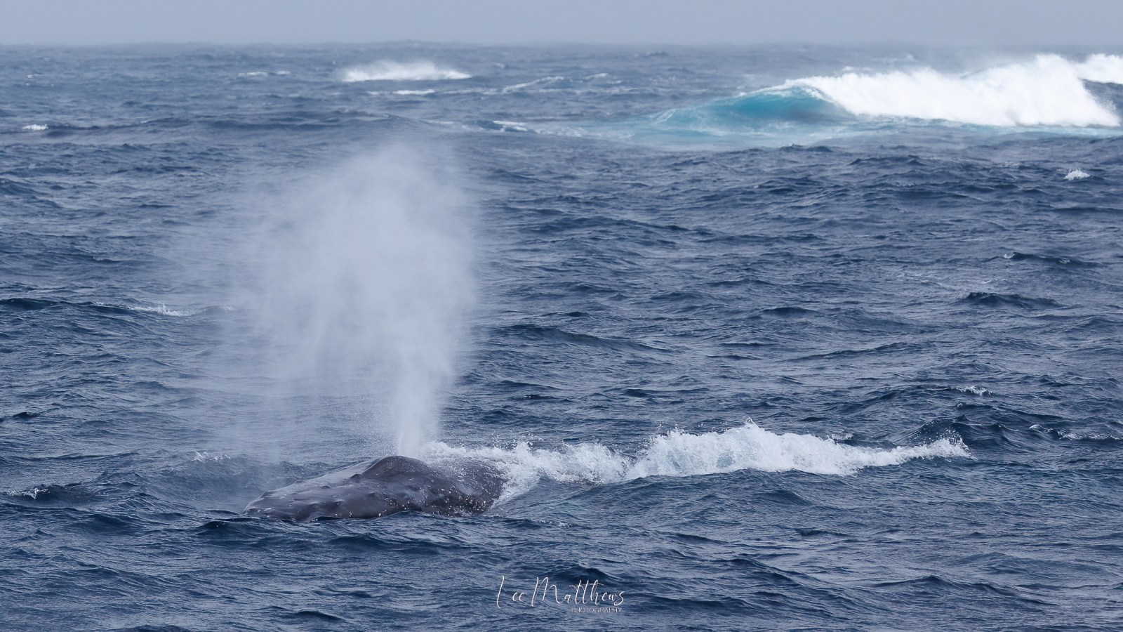 a whale jumping out of the water