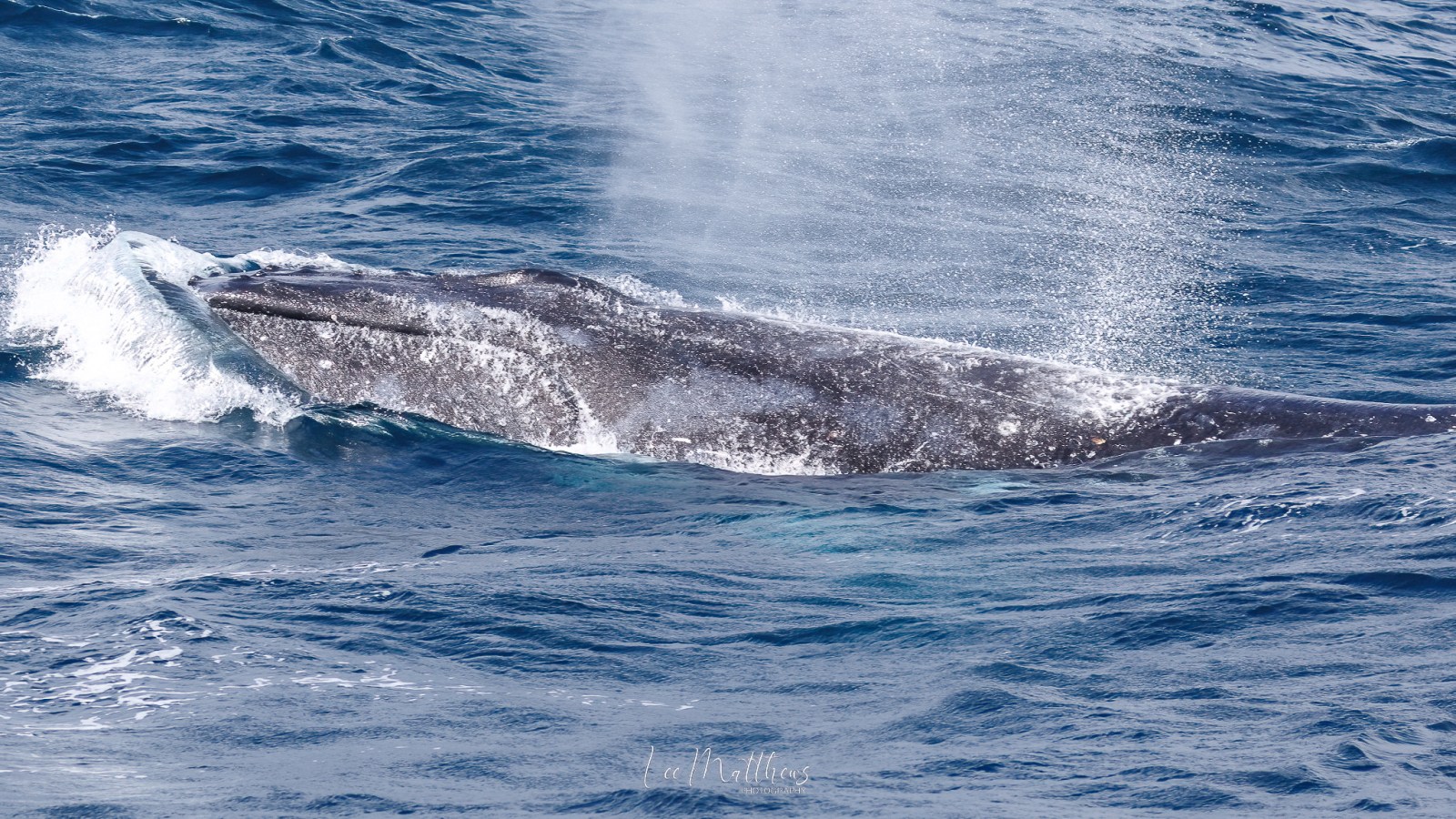 a whale jumping out of the water