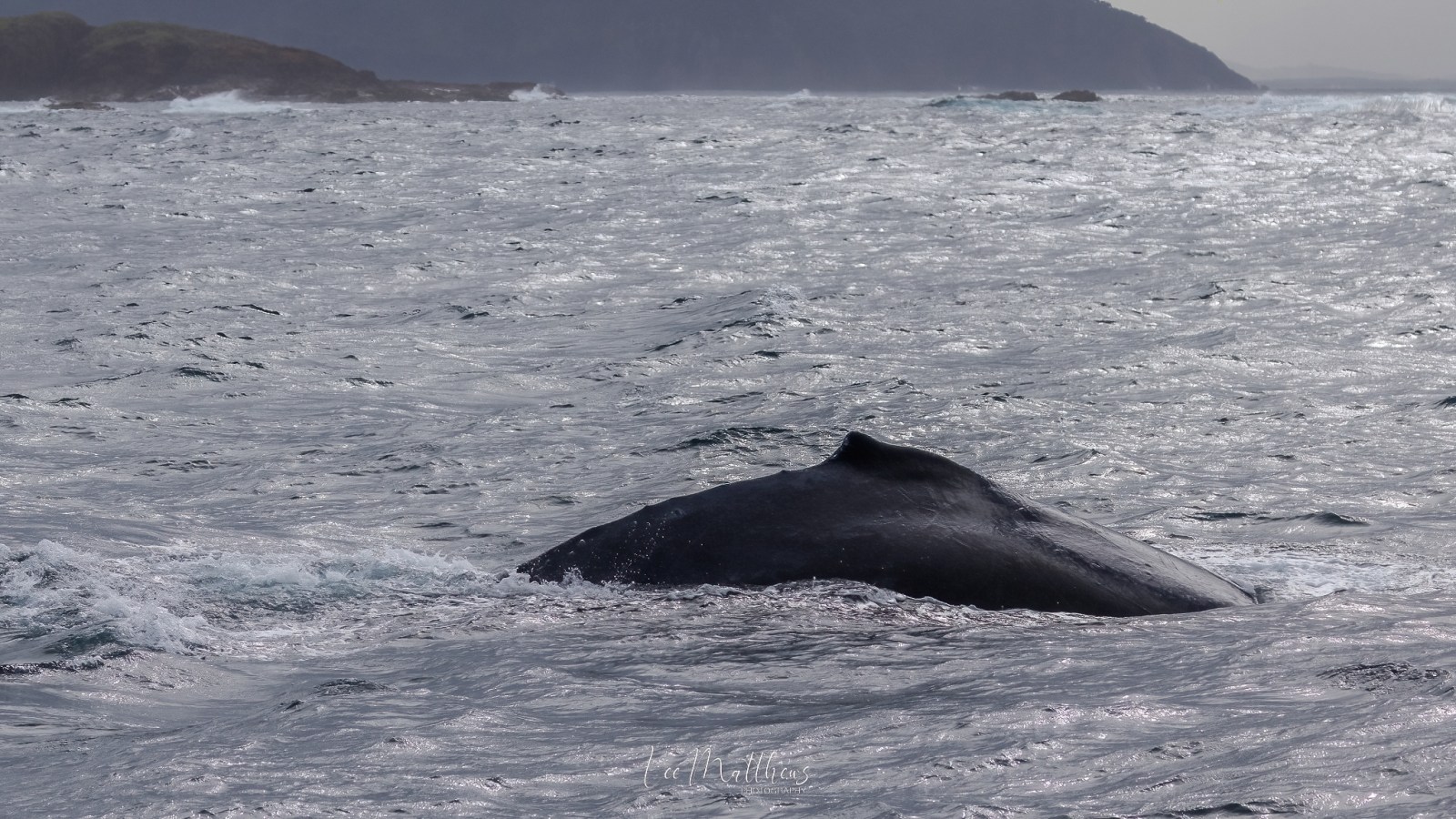 a whale jumping out of the water