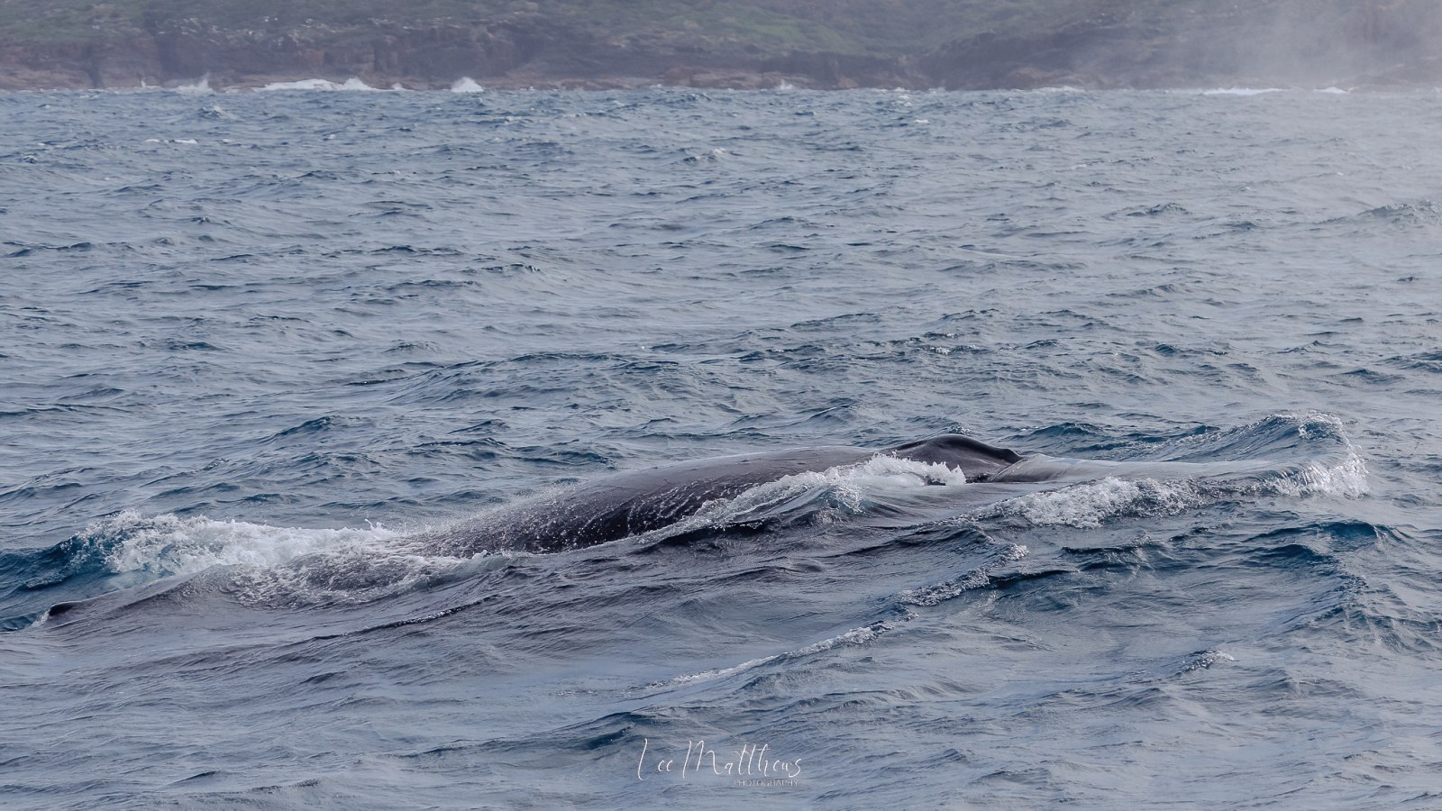 a whale jumping out of the water