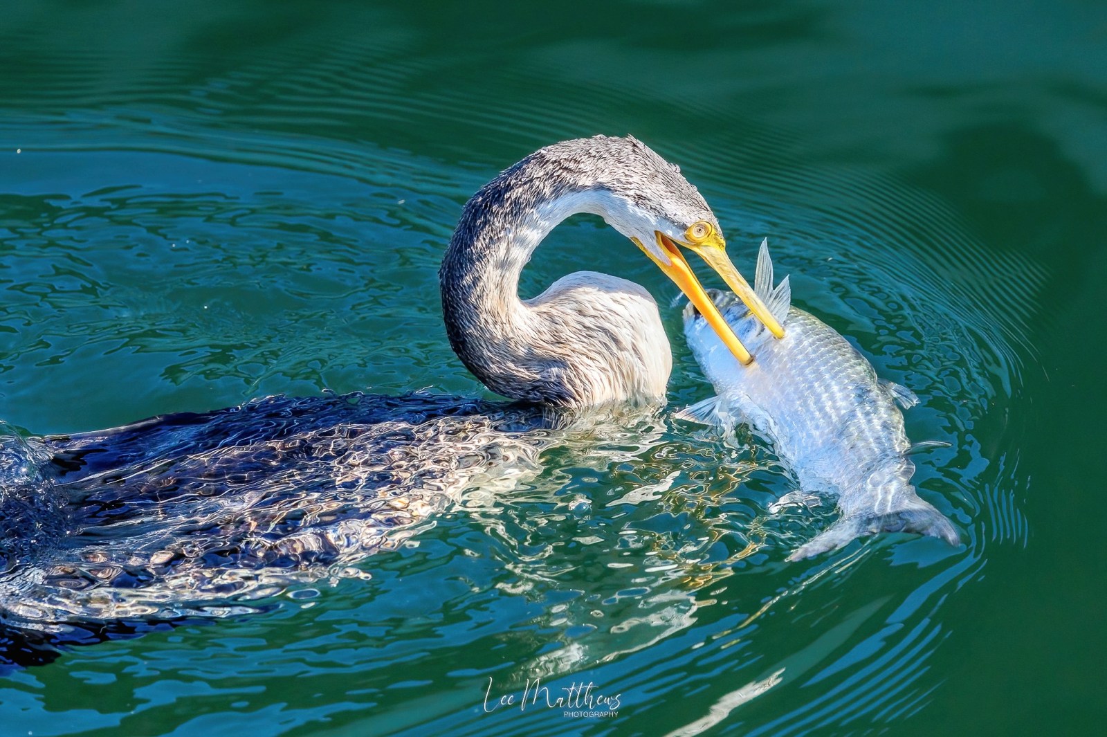 a bird swimming in water