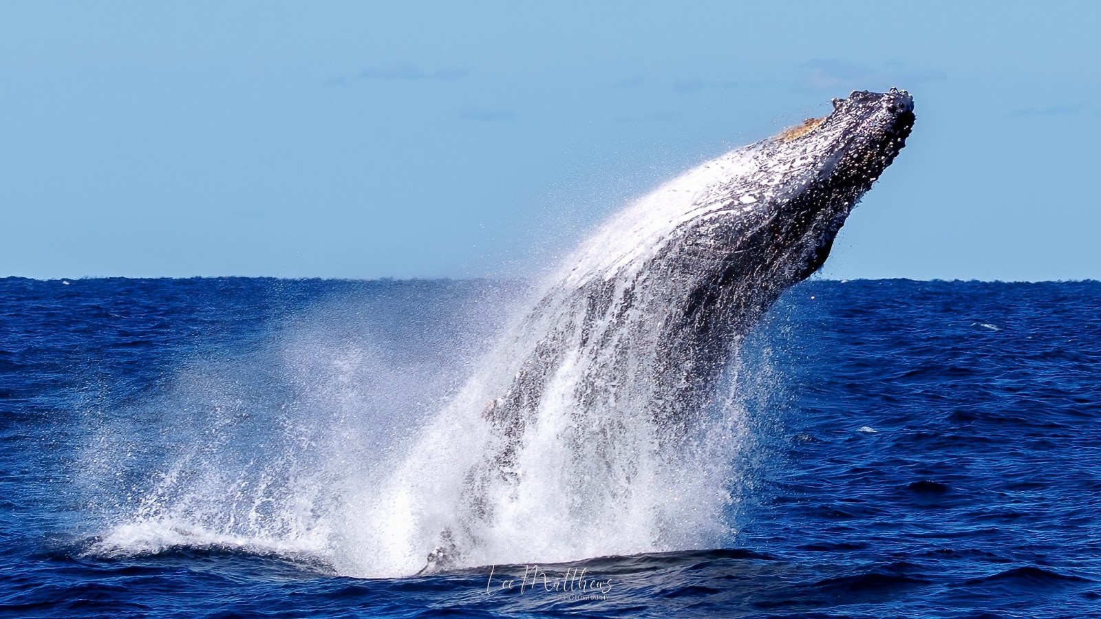 a whale jumping out of the water