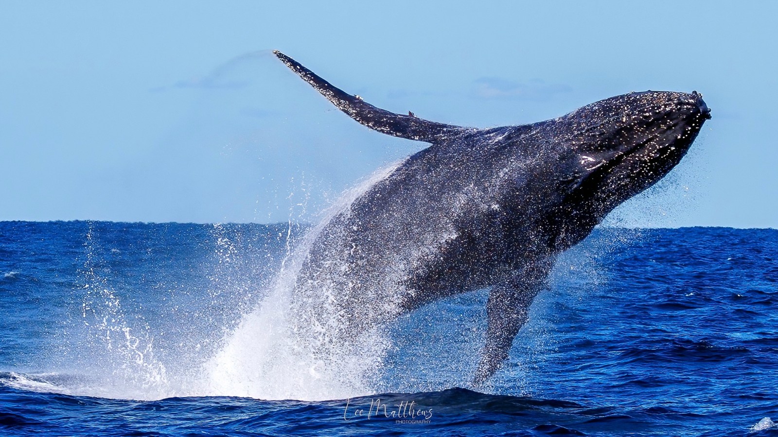 a whale jumping out of the water