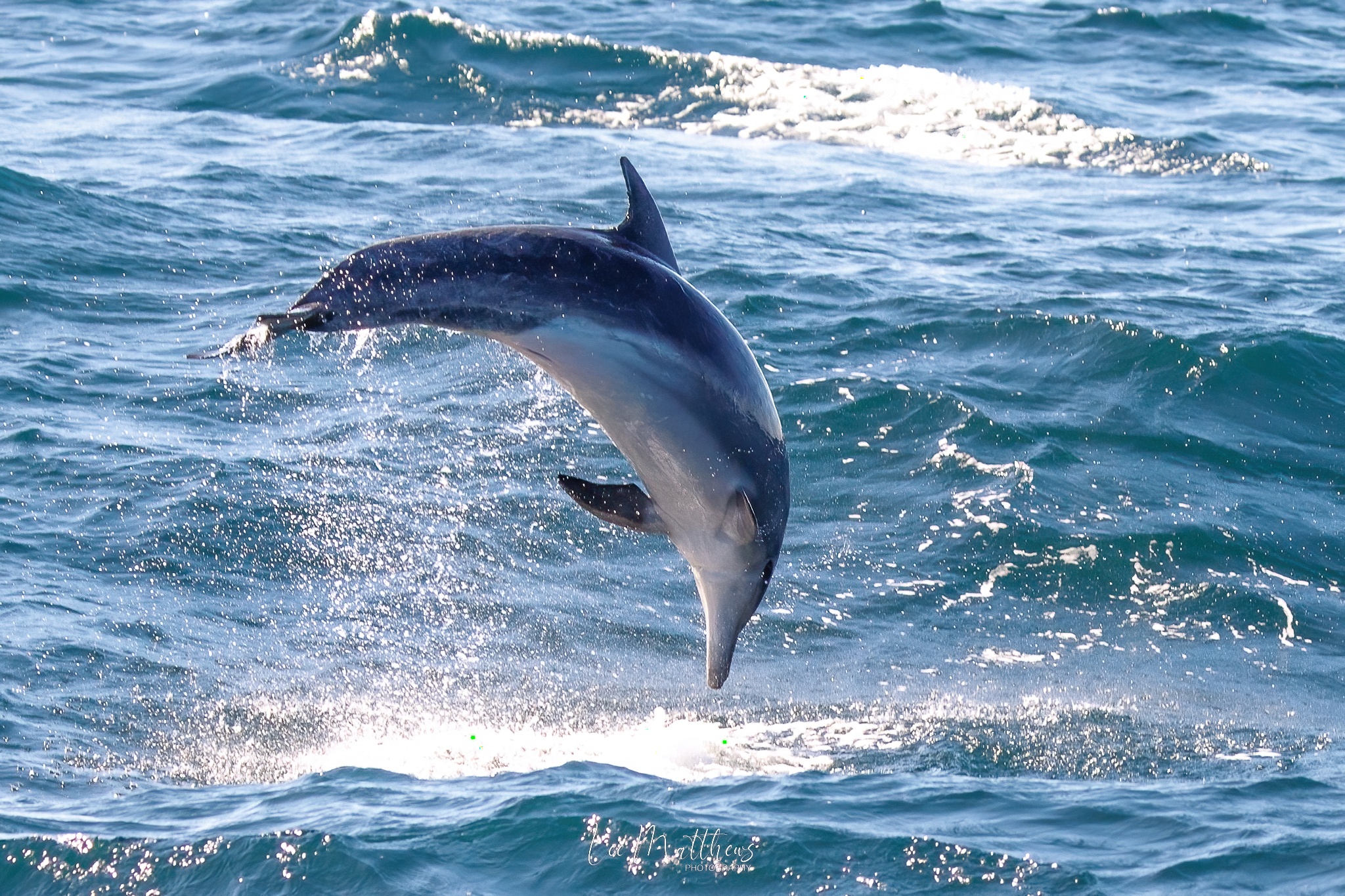 Whale Watching Moonshadow TQC Cruises Port Stephens Lee Matthews 20.07.25 15 Whale Watching Moonshadow TQC Cruises Port Stephens Lee Matthews