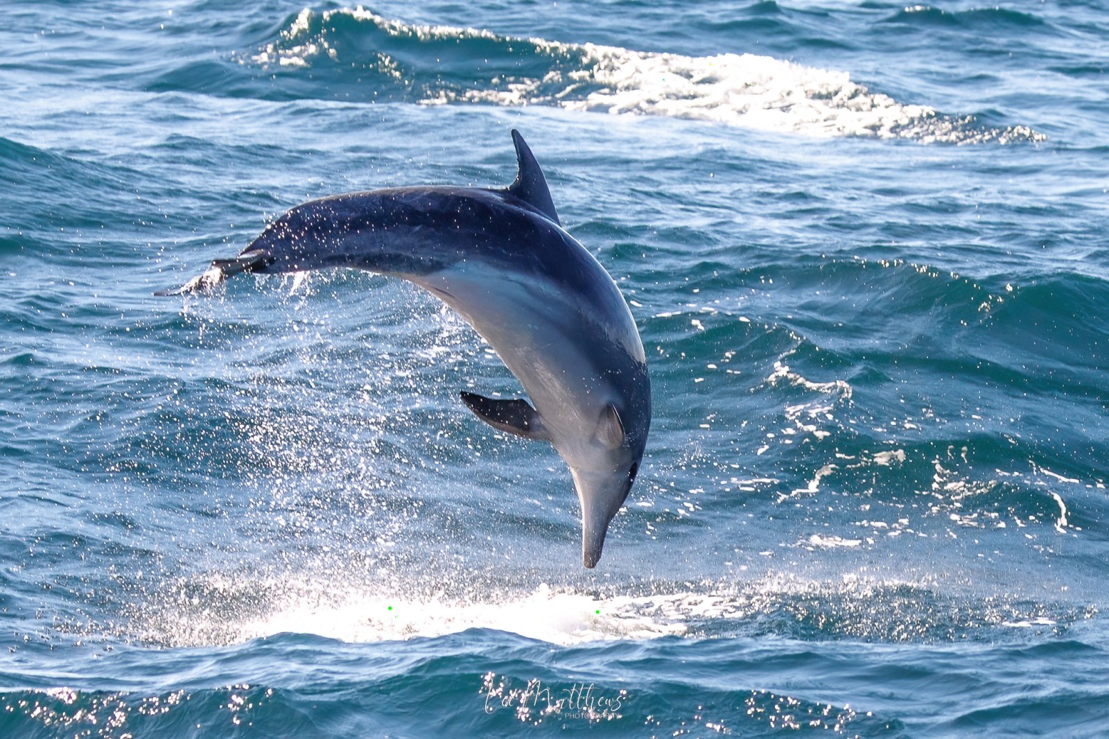 Whale Watching Moonshadow TQC Cruises Port Stephens Lee Matthews