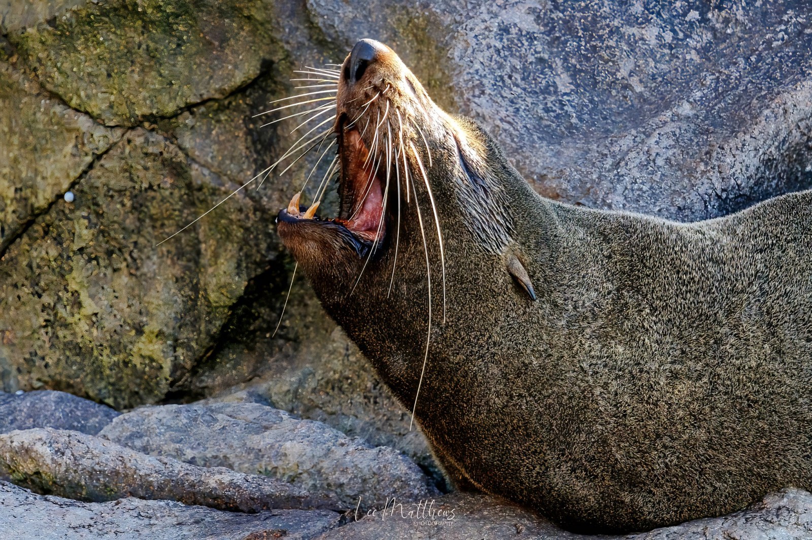 a seal on a rock