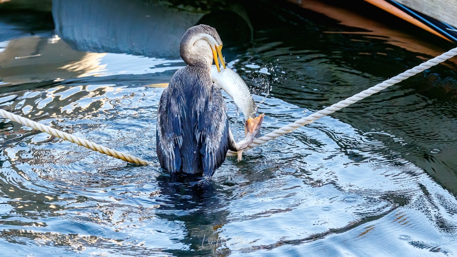Whale Watching Moonshadow TQC Cruises Port Stephens Lee Matthews