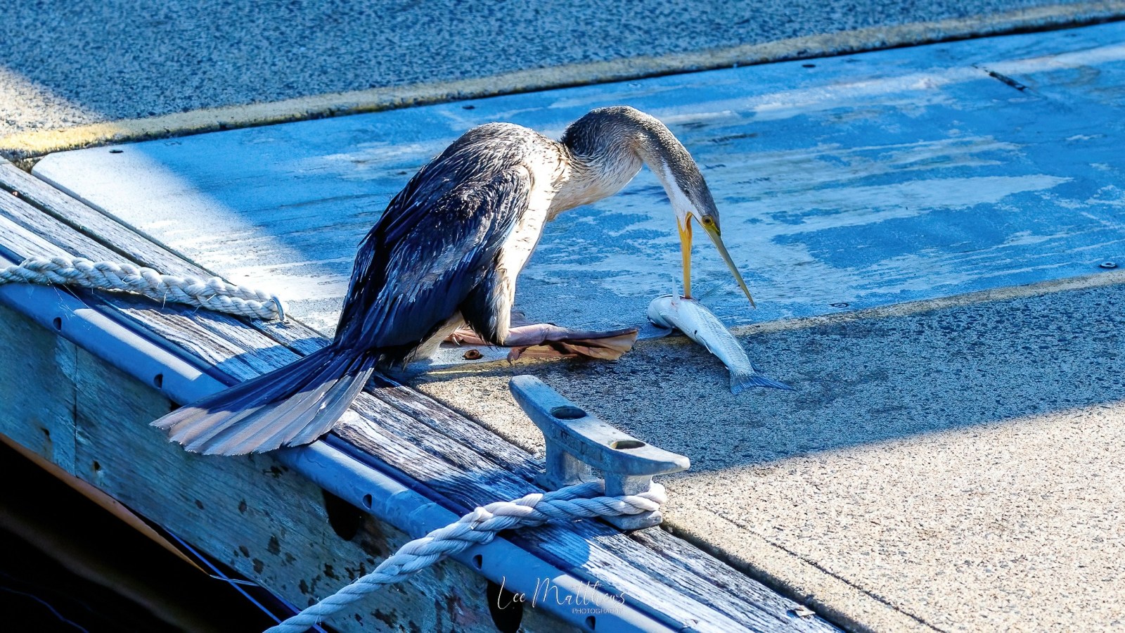 a bird sitting on a bench next to a body of water