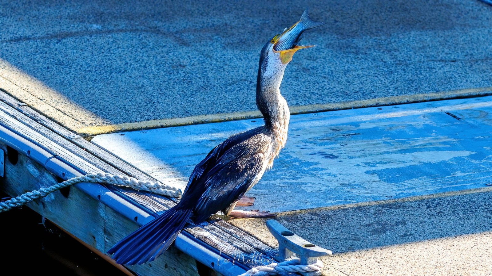 a bird sitting on a bench next to a body of water