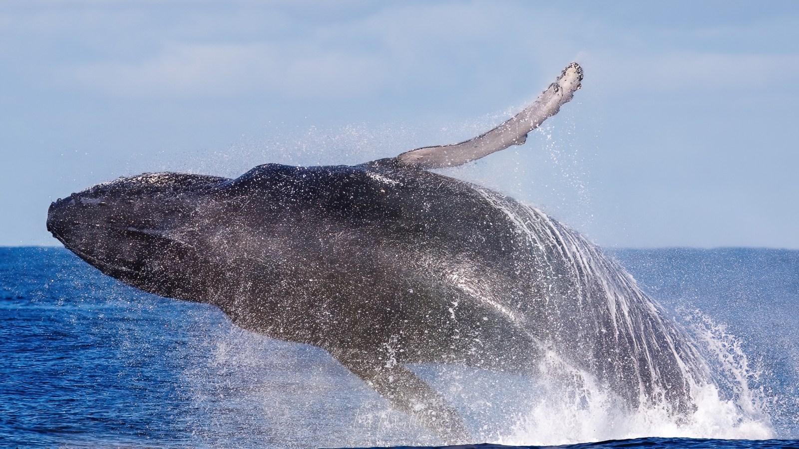 Whale Watching Moonshadow TQC Cruises Port Stephens Lee Matthews