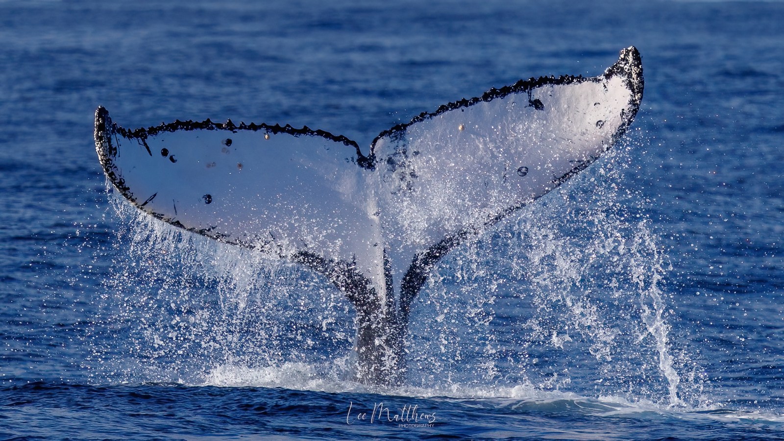 a whale jumping out of the water