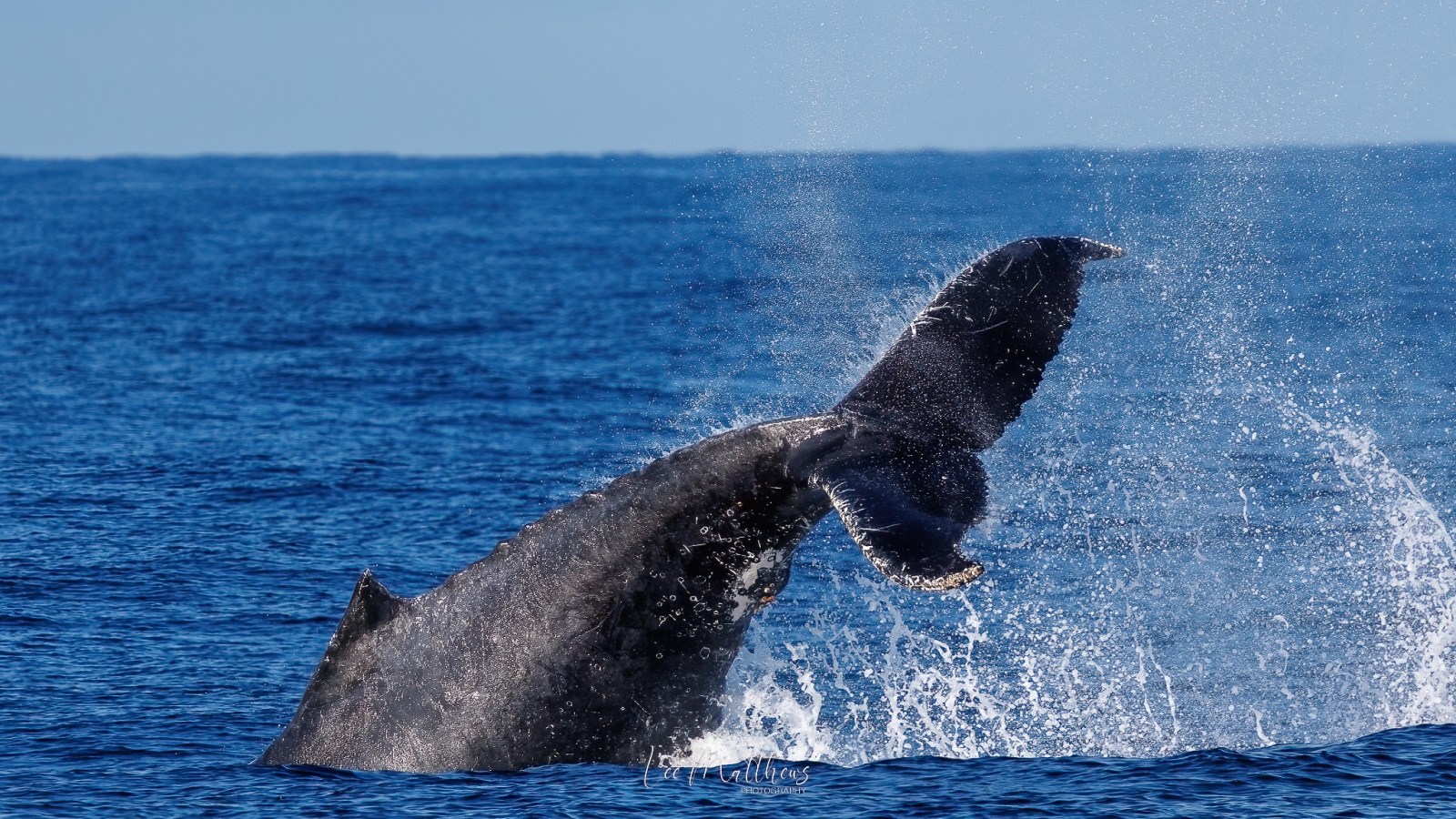 a whale jumping out of the water