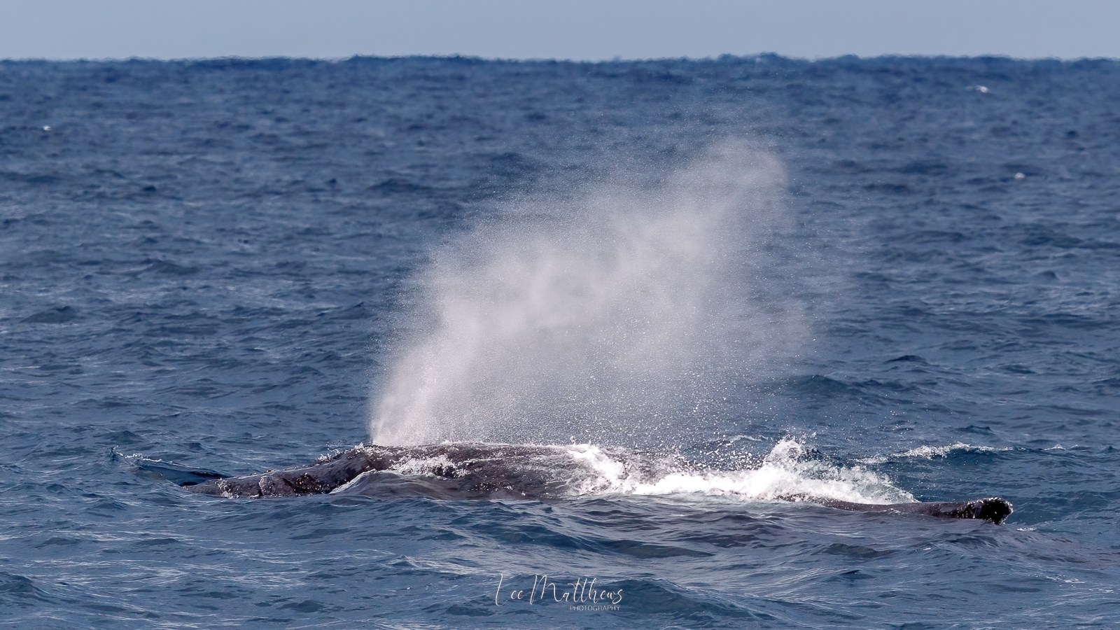 Whale Watching Moonshadow TQC Cruises Port Stephens Lee Matthews