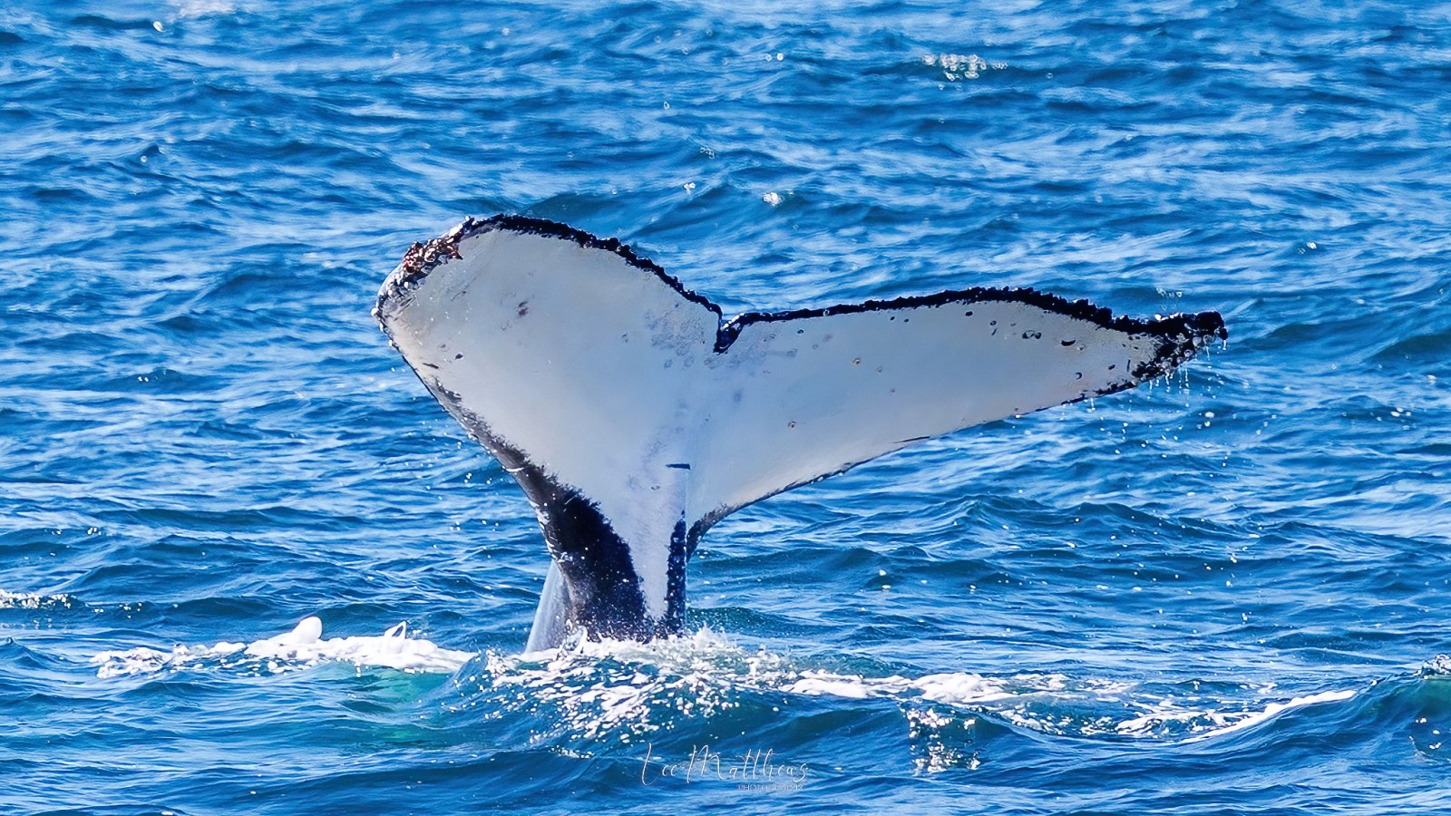 a whale swimming under water