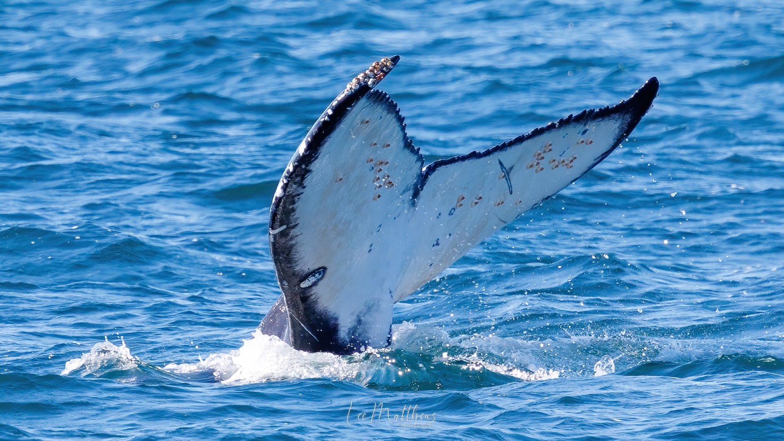 an animal swimming in the water